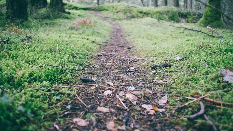 Featured image for Botclaw Net article